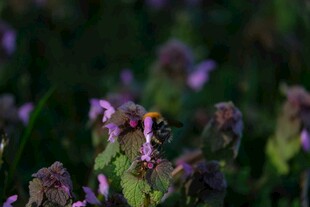 花丛中忙碌的蜜蜂
