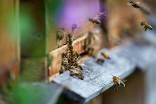 蜜蜂聚集在蜂巢入口