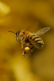 蜜蜂采蜜瞬间