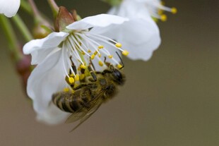 蜜蜂采蜜于洁白花朵间