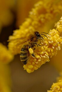蜜蜂采蜜于黄色花朵间