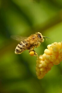 蜜蜂采蜜瞬间