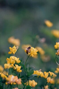 蜜蜂采蜜于黄色小花间