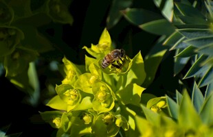 蜜蜂采蜜于明艳黄花间