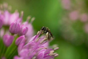 蜜蜂采蜜于紫色花朵间
