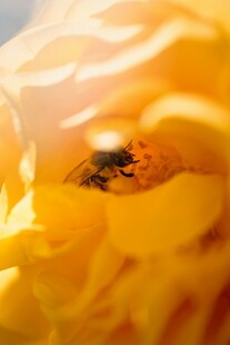 蜜蜂栖于金黄花朵之中