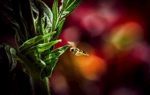 翠绿植物特写