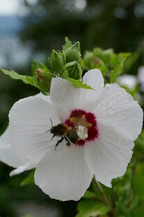 白花朵上的蜜蜂