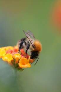 蜜蜂花间采蜜