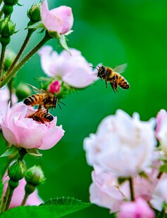 蜜蜂花间忙采蜜