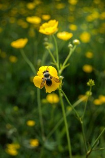 蜜蜂采蜜于黄色小花间