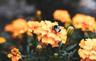 蜜蜂停留在橙色花朵上