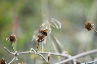 干枯植物特写