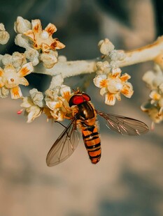 花间食蚜蝇
