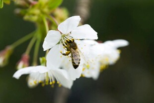 蜜蜂采蜜于洁白花朵间