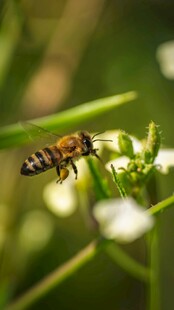 蜜蜂飞舞于白色小花间