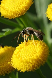蜜蜂停留在黄色绒球花上