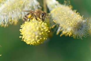 蜜蜂采蜜于黄色绒球花