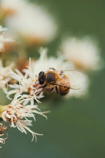 蜜蜂停驻于白色花朵上