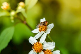 蜜蜂采蜜于素雅小花间