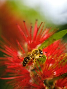 蜜蜂停驻在鲜艳红花上