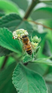 蜜蜂停驻绿叶间采花蜜