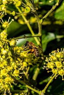 蜜蜂采蜜于黄色花丛中