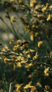 金黄小花绽放的植物景观