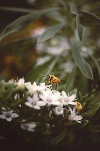 蜜蜂采蜜于洁白花朵间
