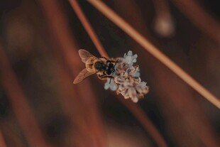 枝头雪花与金饰特写