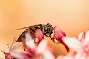 蜜蜂采蜜于娇艳花朵间