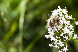 蜜蜂栖于白色小花上