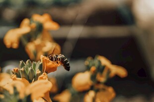 蜜蜂采蜜于金黄花朵间