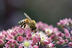 蜜蜂采蜜于绚烂花丛中