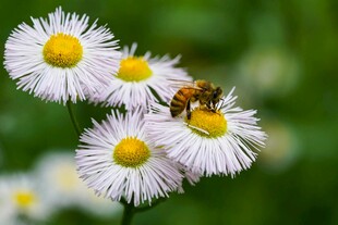 蜜蜂采蜜于雏菊间