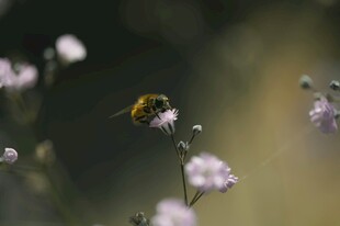 蜜蜂花间采蜜瞬间