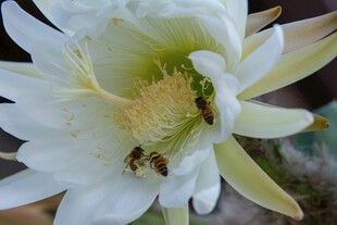 蜂恋昙花
