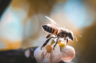 蜜蜂采花蜜特写