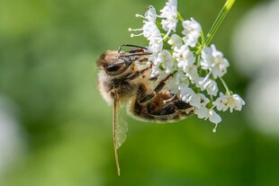 蜜蜂花间采蜜