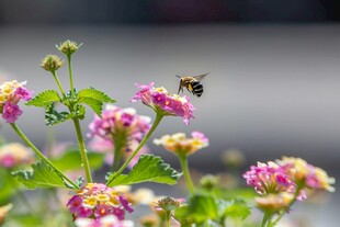 蜜蜂飞舞于缤纷花朵间