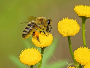蜜蜂采蜜于黄色小花间