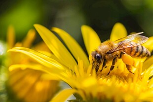 蜜蜂采蜜于黄色花朵间