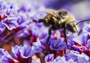 蜜蜂采蜜于紫色花丛中