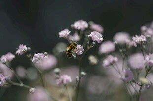 花间蜜蜂采蜜图