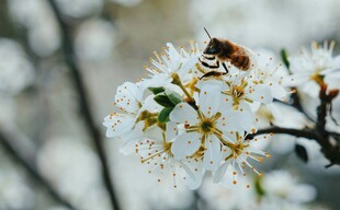 蜜蜂采蜜于洁白花朵间