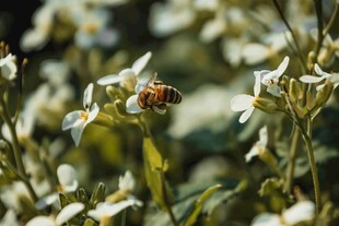 蜜蜂采蜜于白色花丛间
