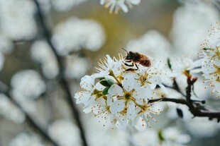 蜜蜂采蜜于繁花枝头