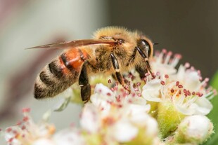 蜜蜂采蜜于白色花朵间
