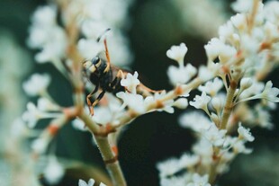蜜蜂停留在白色小花上