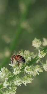 蜜蜂停留在白色花草上